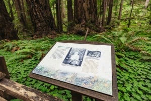 Fra San Francisco: Tur til Muir Woods, rødtræer og Sausalito