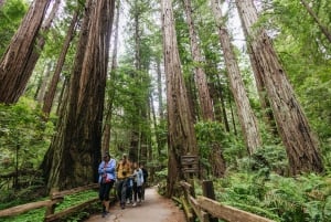 Fra San Francisco: Muir Woods, Redwoodtrær og Sausalito