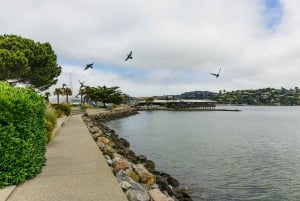San Francisco: Muir Woods & Sausalito Tour with Ferry Option