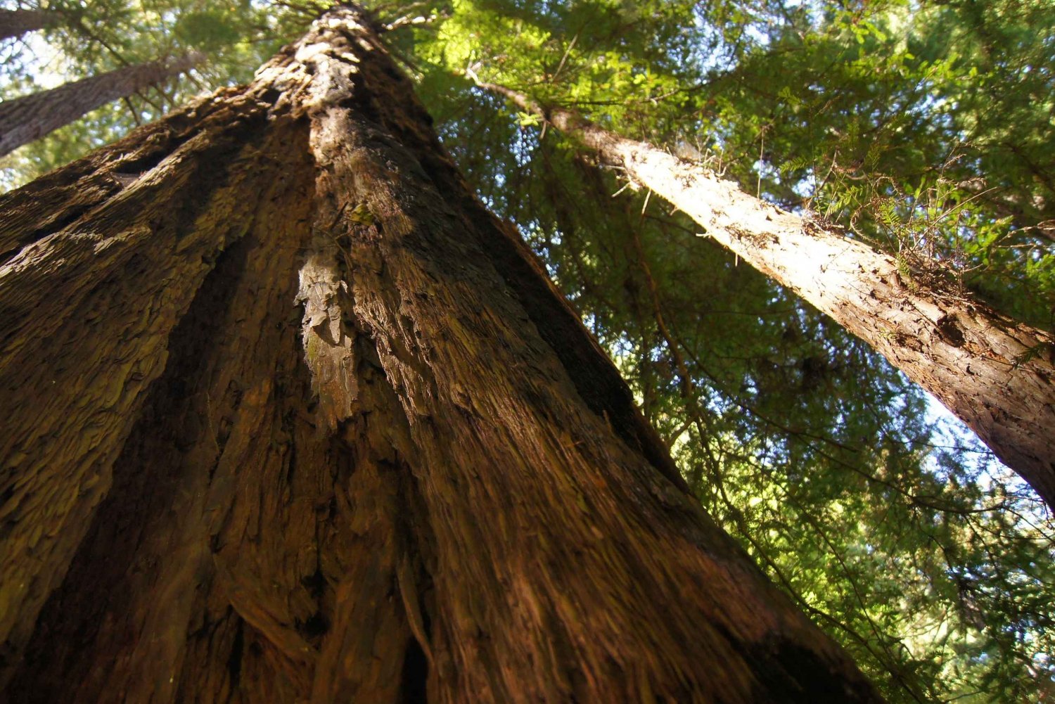 San Francisco: Muir Woods Tour & Golden Gate Bay Cruise