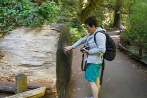 サンフランシスコ：ミュアウッズ国立公園ツアーとサンフランシスコ乗り降り自由バスツアー