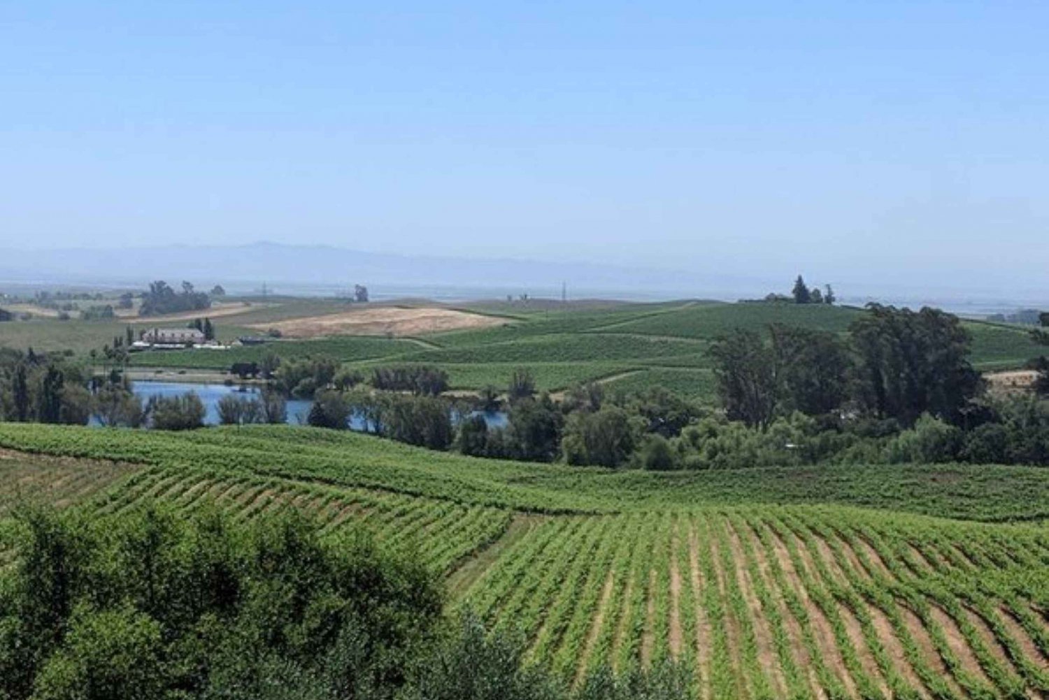 San Francisco: Napa and Sonoma Valley Private Wine Tour