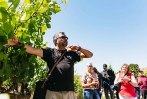 San Francisco: Napa and Sonoma Valley Wine Tour