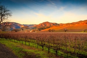 San Francisco: Napa und Sonoma Valley Wein Tour