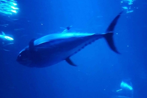 San Francisco: Yksityinen Monterey Aquarium 17 Mile Carmel