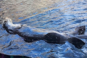 San Francisco: Yksityinen Monterey Aquarium 17 Mile Carmel