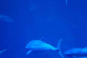 San Francisco: Yksityinen Monterey Aquarium 17 Mile Carmel