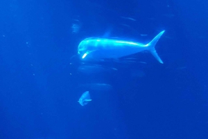 San Francisco: Yksityinen Monterey Aquarium 17 Mile Carmel