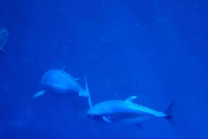 San Francisco: Yksityinen Monterey Aquarium 17 Mile Carmel