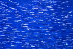 San Francisco: Yksityinen Monterey Aquarium 17 Mile Carmel