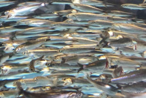 San Francisco: Yksityinen Monterey Aquarium 17 Mile Carmel