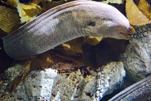 San Francisco: Yksityinen Monterey Aquarium 17 Mile Carmel