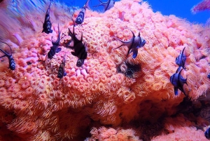 San Francisco: Yksityinen Monterey Aquarium 17 Mile Carmel