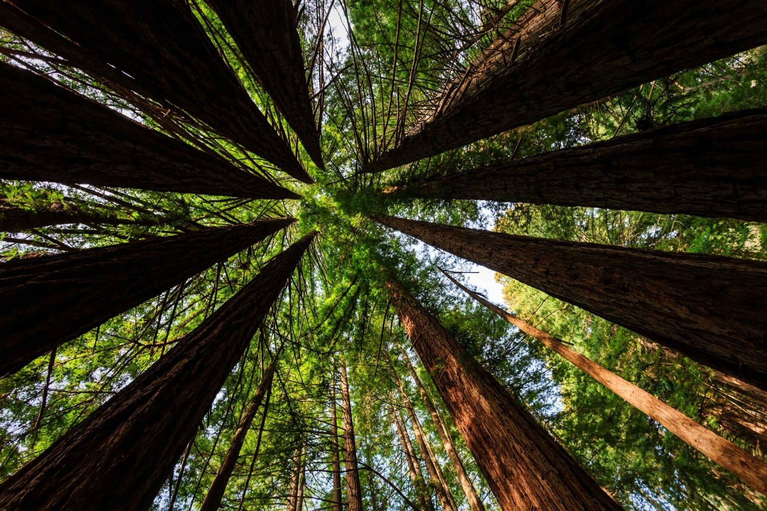 San Francisco: Muir Woods ja Sausalito -kierros