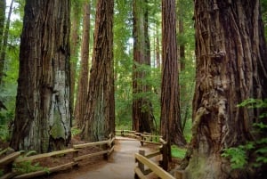 San Francisco: Private Muir Woods and Sausalito Tour