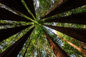 San Francisco: Muir Woods ja Sausalito -kierros