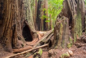 San Francisco: Muir Woods ja Sausalito -kierros