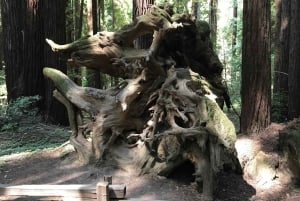 San Francisco: Muir Woods ja Sausalito -kierros