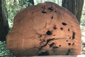 San Francisco: Muir Woods ja Sausalito -kierros