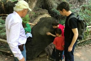 San Francisco: Muir Woods ja Sausalito -kierros