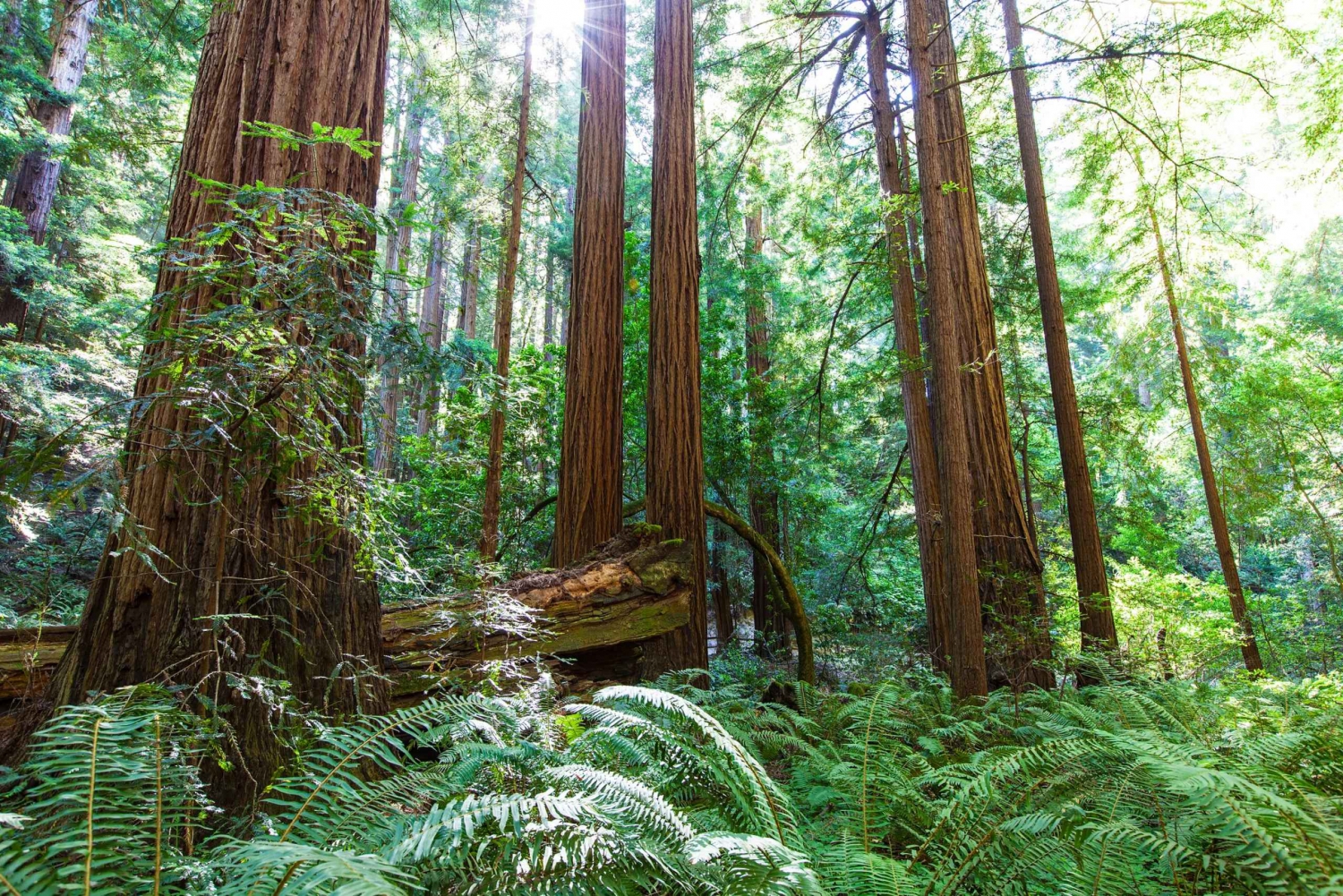 San Francisco: Private Muir Woods, Sausalito Half-Day Trip