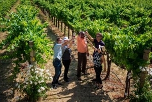 San Francisco: Redwood & Wine Country Tour with Lunch & Wine