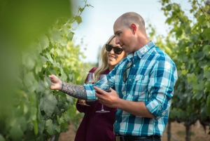 San Francisco: tour vinícola grupo reducido Sonoma con catas