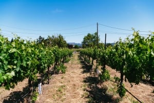 San Francisco : Visite de la région viticole de Sonoma avec dégustations