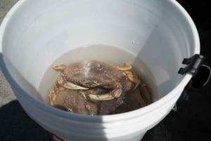 San Francisco: L'arte del crabbing nella Bay Area