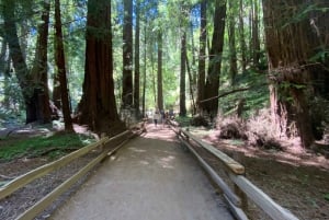 San Francisco Tour to Muir Woods Giant Redwoods & Sausalito