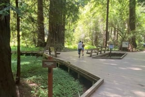 San Francisco Tour to Muir Woods Giant Redwoods & Sausalito