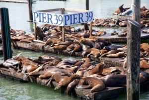 Уникальный тур по Сан-Франциско с круизом по заливу