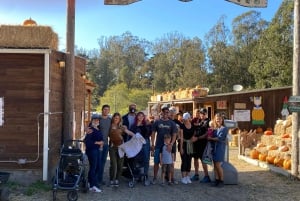 São Francisco: Experiência privada no autocarro VW Hippie