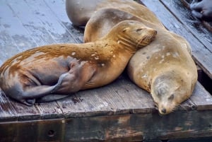 San Francisco : Alcatraz, Fisherman's Wharf et autres activités optionnelles