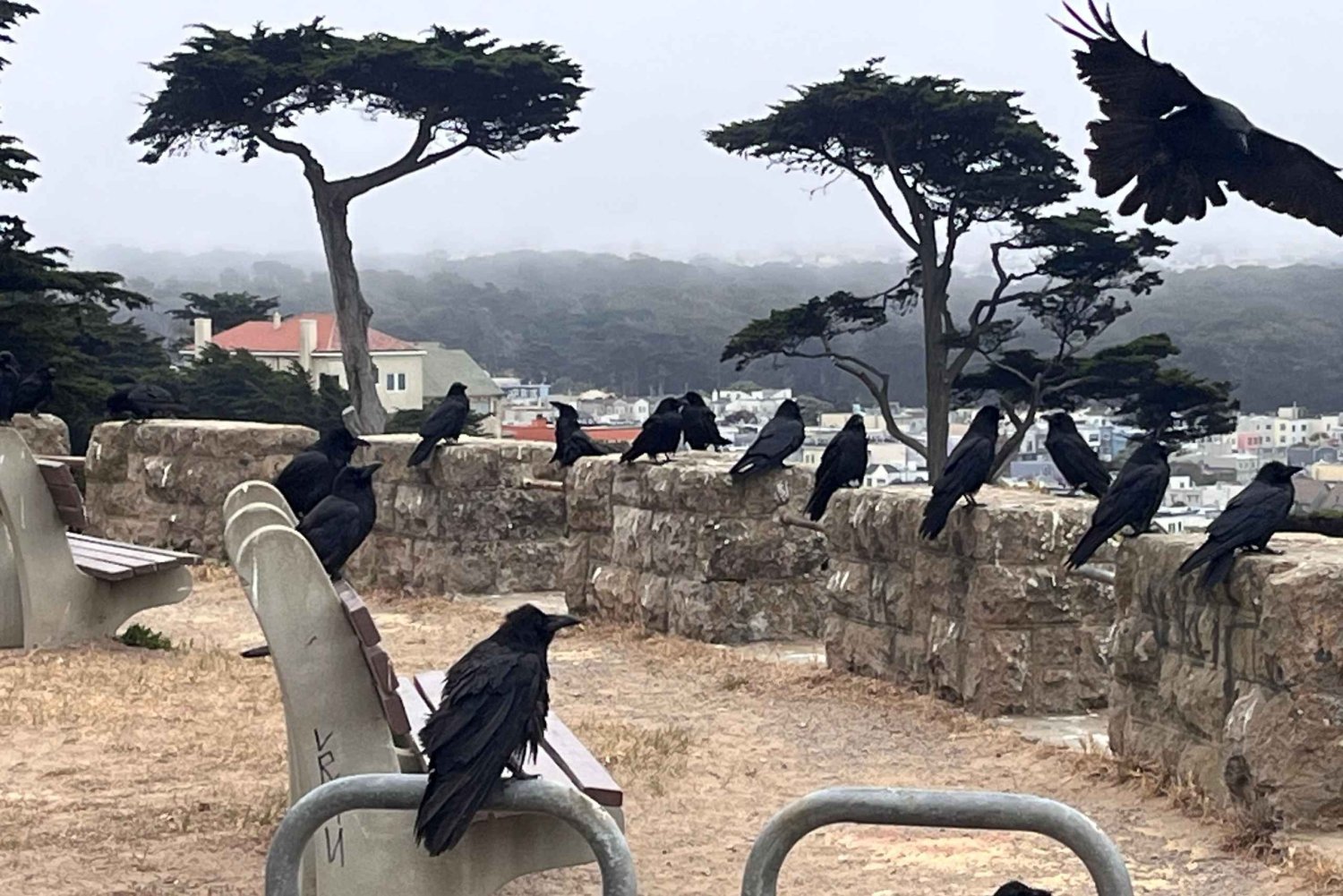 San Francisco: Wild Coast Tour