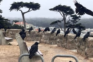 San Francisco: Wild Coast Tour