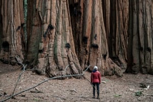 San Francisco: 3-daagse Yosemite kampeertour alleen voor vrouwen