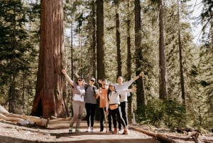 San Francisco: Yosemite National Park & Giant Sequoias Hike
