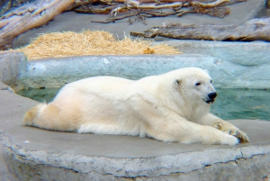 Bilet wstępu do zoo w San Francisco