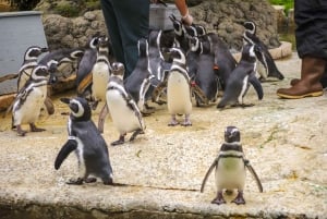 Ingresso para o zoológico de São Francisco