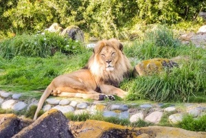 San Francisco: Ticket für den Zoo