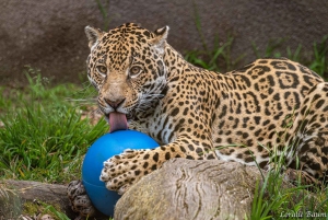 Eintrittskarte für den San Francisco Zoo