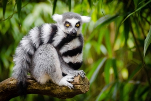 Eintrittskarte für den San Francisco Zoo