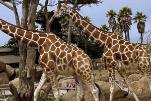 Ingresso para o zoológico de São Francisco