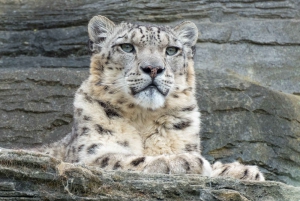 サンフランシスコ動物園入場券