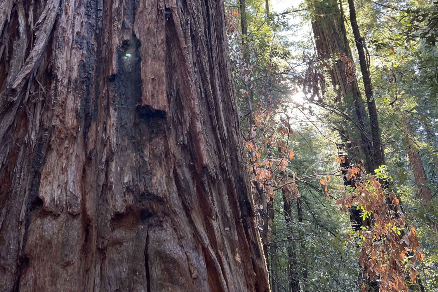 San Franciscon villi puoli, ekomatka meteorologin kanssa