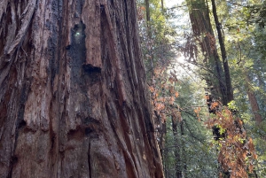 San Franciscon villi puoli, ekomatka meteorologin kanssa
