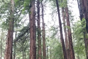 São Francisco: Tour particular a Muir Woods e Marin Headlands