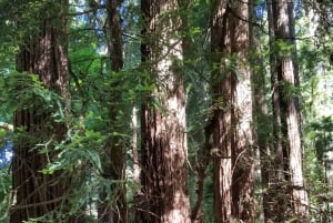 São Francisco: Tour particular a Muir Woods e Marin Headlands