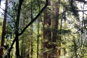 São Francisco: Tour particular a Muir Woods e Marin Headlands